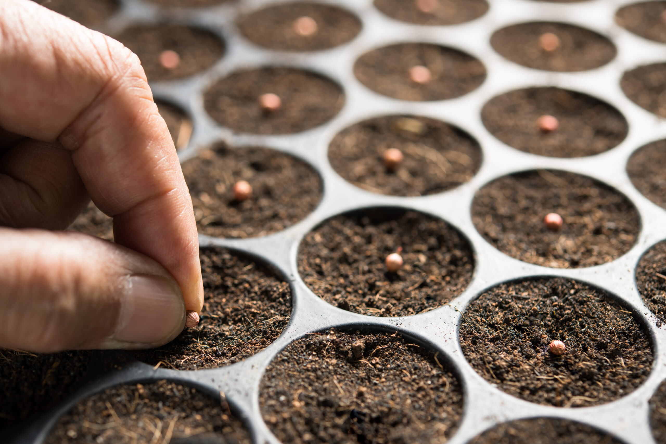 Farmer's hand planting seeds in soil in nursery tray